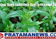 Daun Sambiloto dan Manfaat Bagi Kesehatan Tubuh
