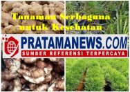 Jahe, Tanaman Serbaguna untuk Kesehatan yang Luar Biasa