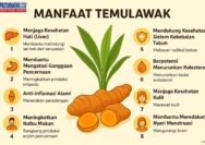 Temulawak untuk Kesehatan, Herbal Khas Nusantara yang Mulai Dikenal Dunia