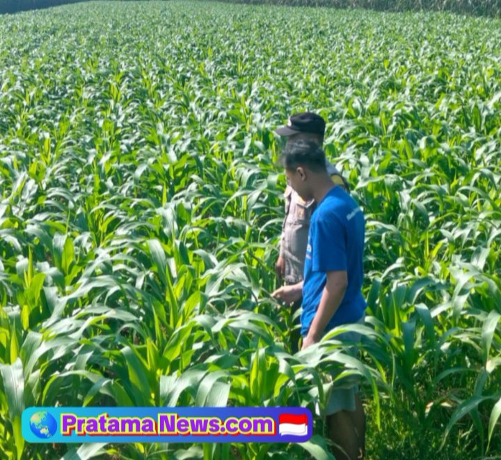Polres Jombang Melalui Bhabinkamtibmas Lakukan Pengecekan tanaman Jagung