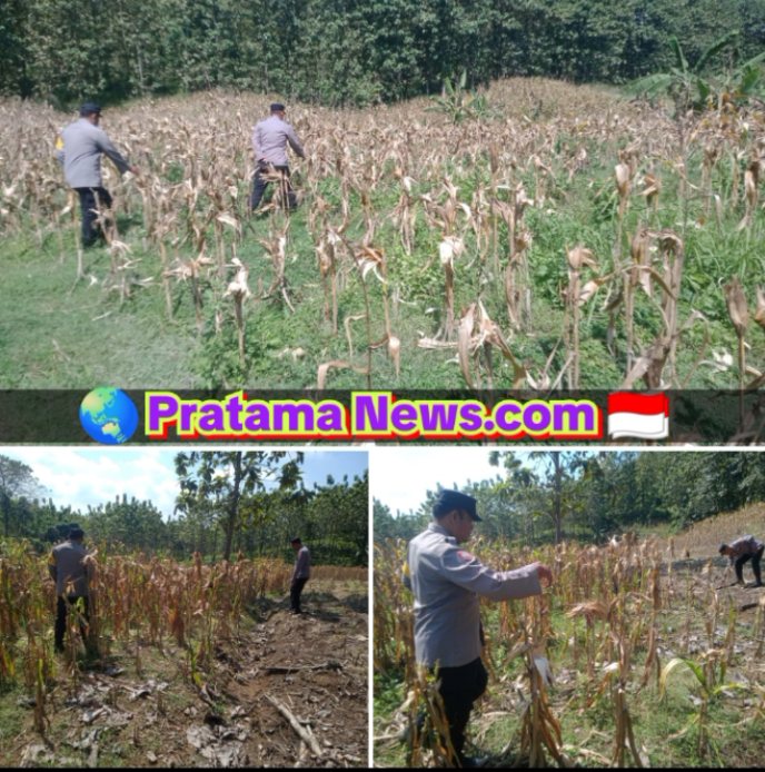 Dukung Swasembada Pangan, Bhabinkamtibmas Desa Pengampon Turut Panen Jagung Bersama Petani