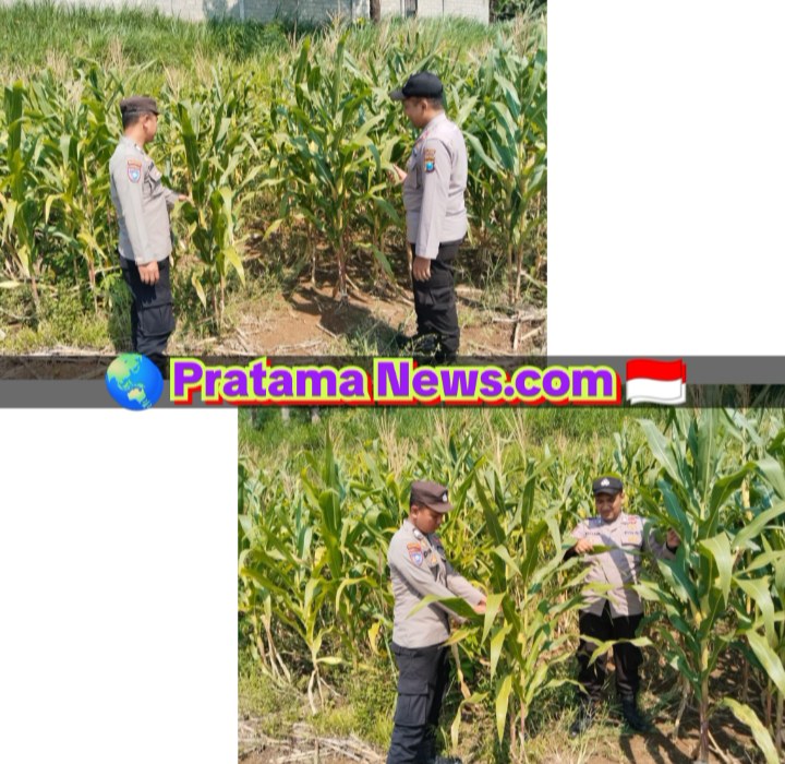 Polisi Mitra Petani, Bhabinkamtibmas Polsek Wonosalam Cek Pertumbuhan Tanaman Jagung