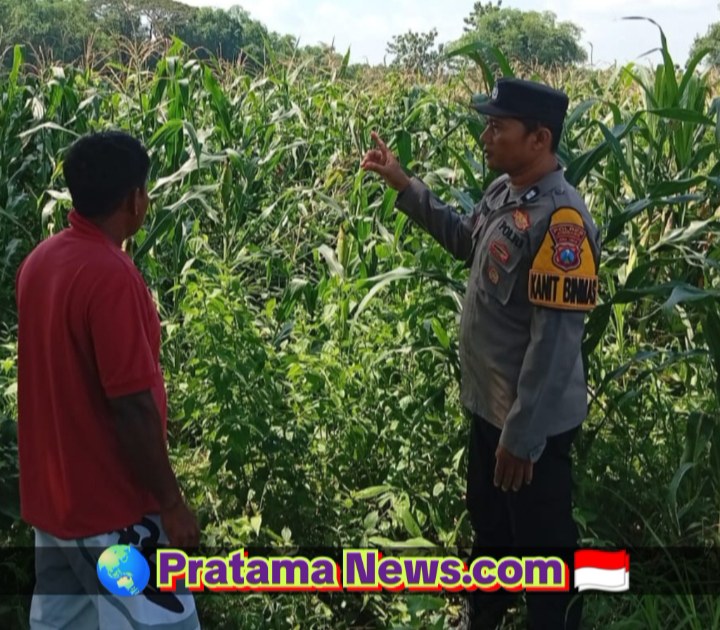Polsek Kudu Dampingi Petani Jagung, Dukung Program Ketahanan Pangan Nasional