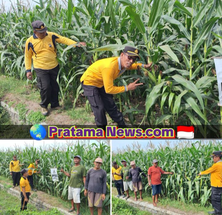 Polsek Jogoroto Pantau Pertumbuhan Jagung Warga, Dukung Program Ketahanan Pangan Nasional