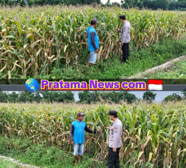 Bhabinkamtibmas Polsek Ngoro Pantau Tanaman Jagung di Lahan Ketahanan Pangan