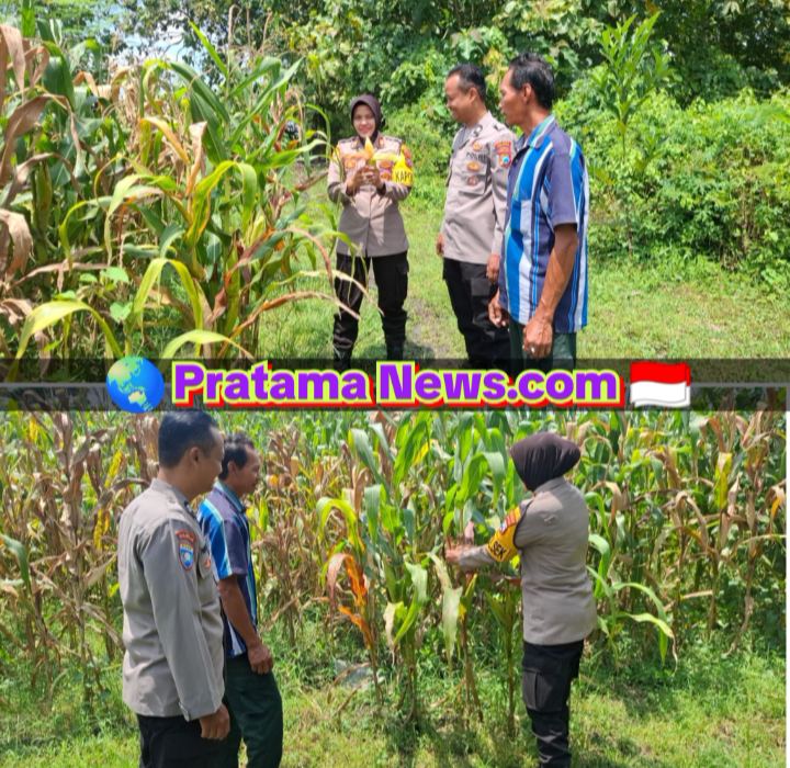 Pengecekan Lahan Jagung oleh Kapolsek Tembelang dalam Mendukung Ketahanan Pangan