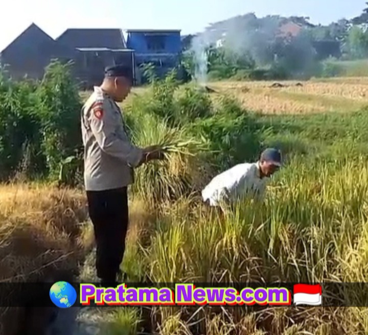 Bhabinkamtibmas Polsek Prigen Bersama Petani Rawat Lahan Padi Dukung Ketahanan Pangan Nasional