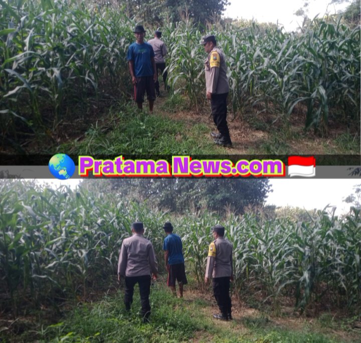 Dukung Ketahanan Pangan, Bhabinkamtibmas Desa Kedungjati Sambang Tanaman Jagung Milik Warga Binaan