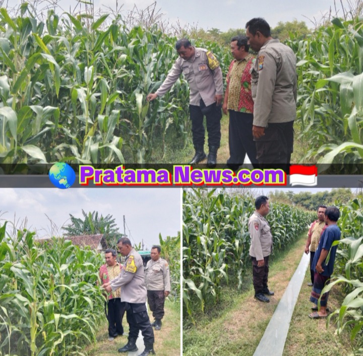 Wujud Dukungan Ketahanan Pangan Nasional, Polsek Peterongan Edukasi Petani Jagung