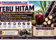 Foto AI: Tebu Hitam, Si Batang Manis Kaya Khasiat: Kenali Manfaat, Kandungan Nutrisi, dan Cara Mengonsumsinya dengan Aman