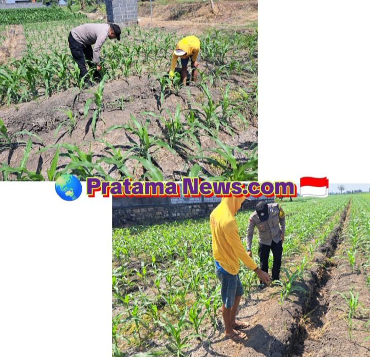 Bhabinkamtibmas Hadir di Tengah Masyarakat, Dukung Program Ketahanan Pangan Nasional