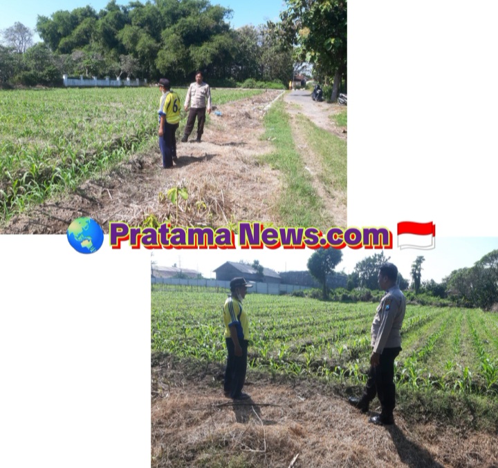 Anggota Polsek Perak Tinjau Perkembangan Tanaman Jagung Triwulan II Tahun 2026