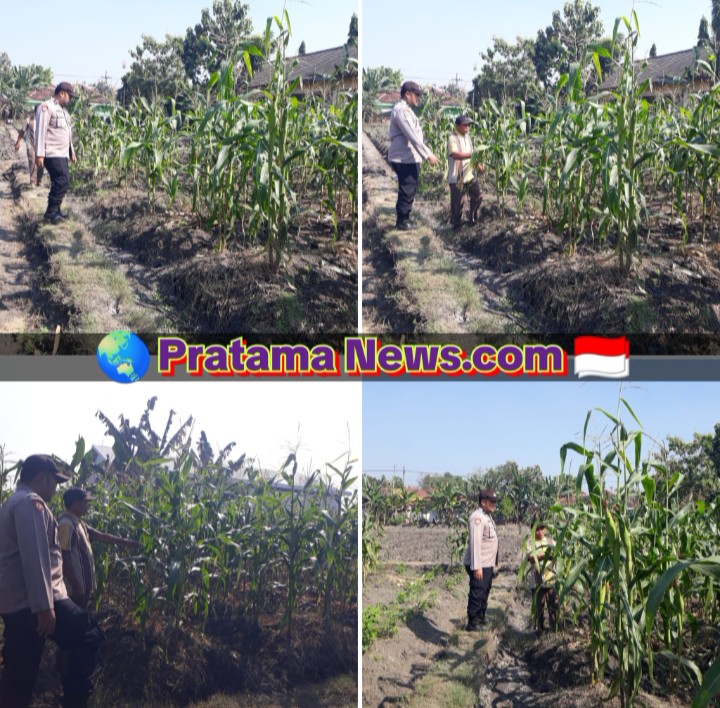 Polsek Kabuh Ajak Masyarakat Optimalkan Lahan Demi Perkuat Ketahanan Pangan