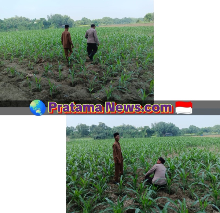 Polsek Ploso Intensif Dampingi Petani Dukung Program Asta Cita Swasembada Pangan