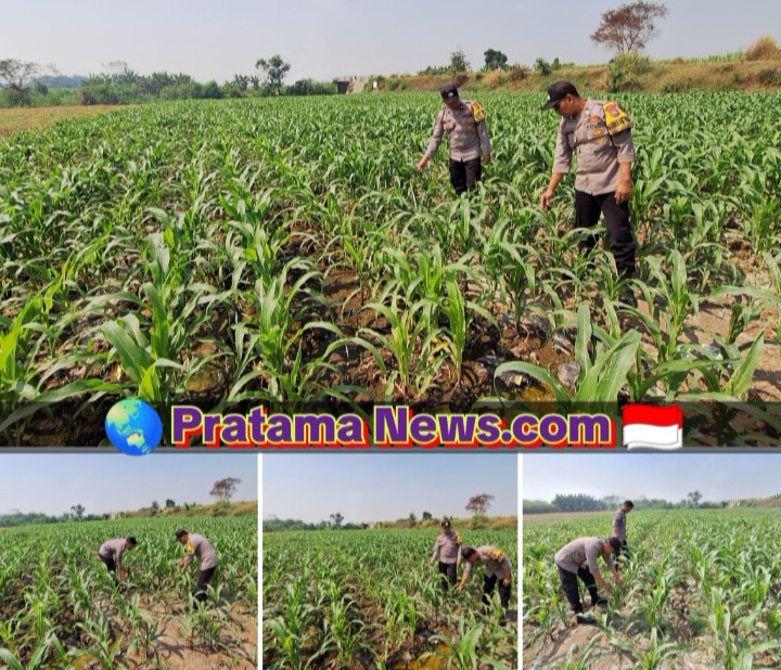 Polsek Jogoroto Pantau Perkembangan Tanaman Jagung, Dukung Ketahanan Pangan Nasional
