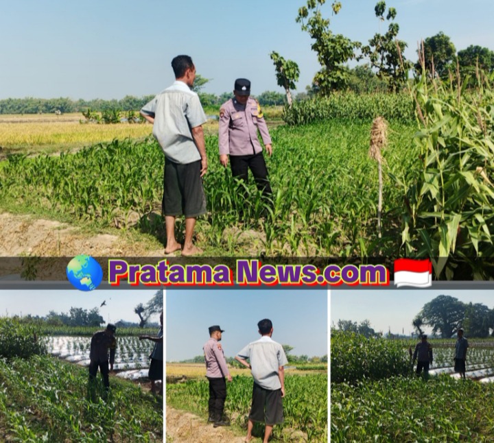 Polsek Perak Dampingi Petani Jagung, Perkuat Ketahanan Pangan Nasional
