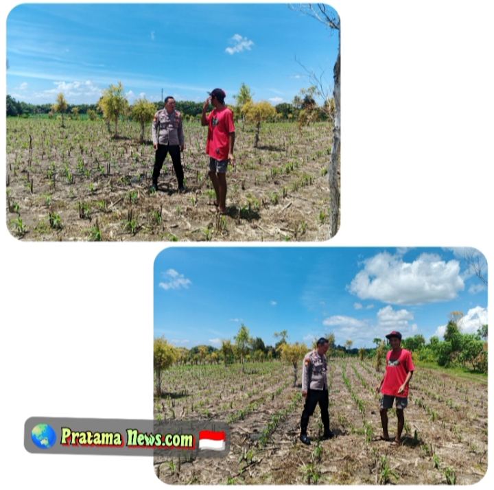 Bhabinkamtibmas Polsek Ngusikan Lakukan Peninjauan Tanaman Jagung Dalam Rangka Mendukung Ketahanan Pangan