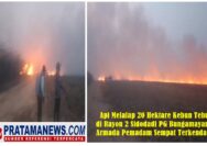 Api Melalap 20 Hektare Kebun Tebu di Rayon 2 Sidodadi PG Bungamayang, Armada Pemadam Sempat Terkendala