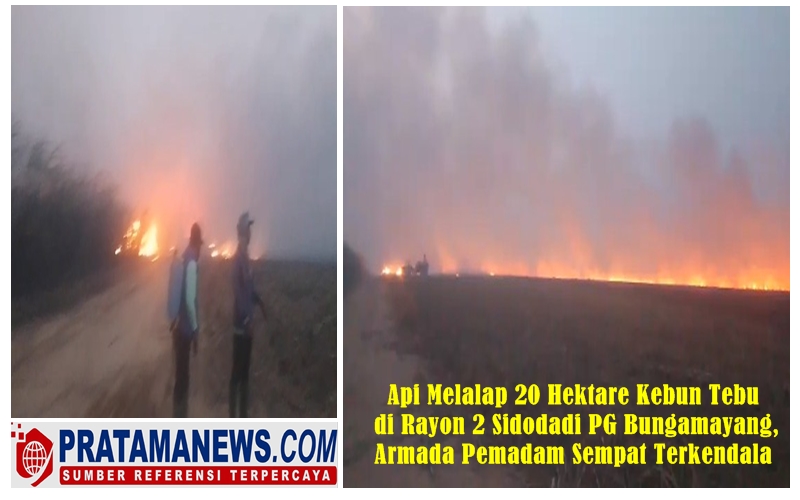 Api Melalap 20 Hektare Kebun Tebu di Rayon 2 Sidodadi PG Bungamayang, Armada Pemadam Sempat Terkendala